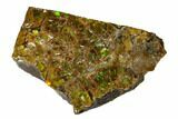 Iridescent Ammolite (Fossil Ammonite Shell) - Alberta, Canada #147392-1